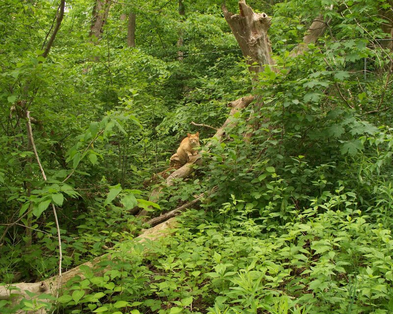 Orange Cat on Log