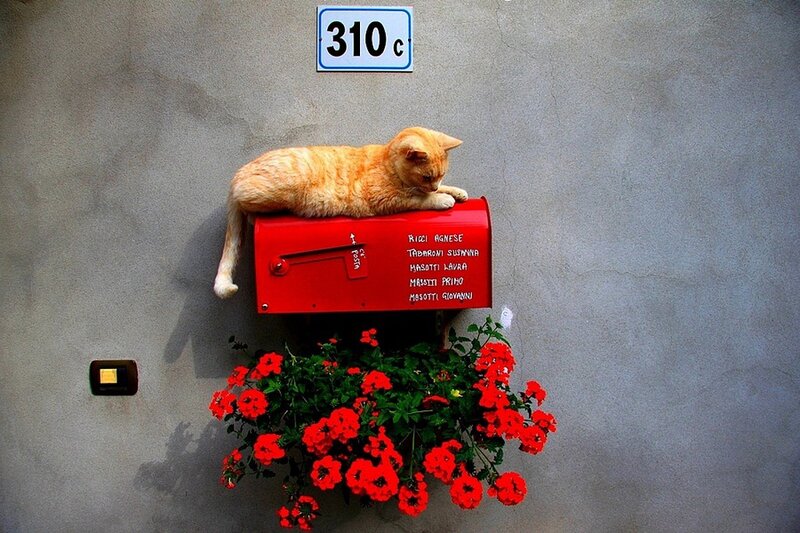 Orange Cat on Mailbox