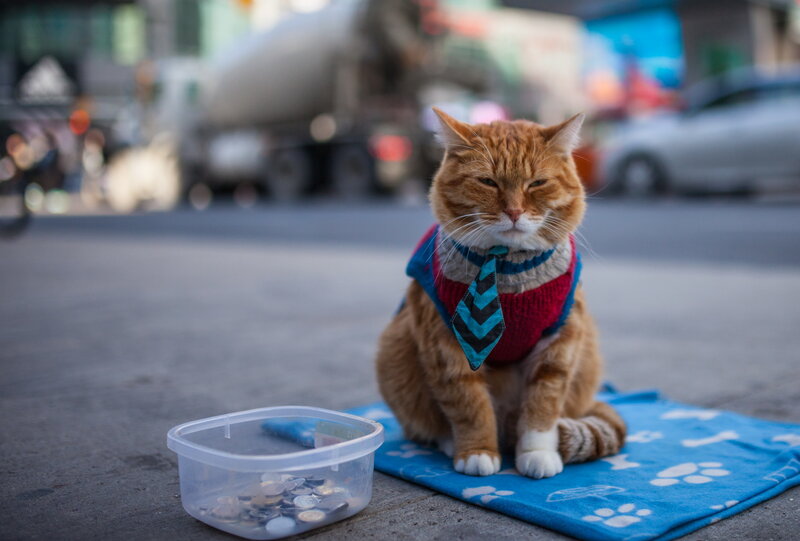 Orange Cat on Mat
