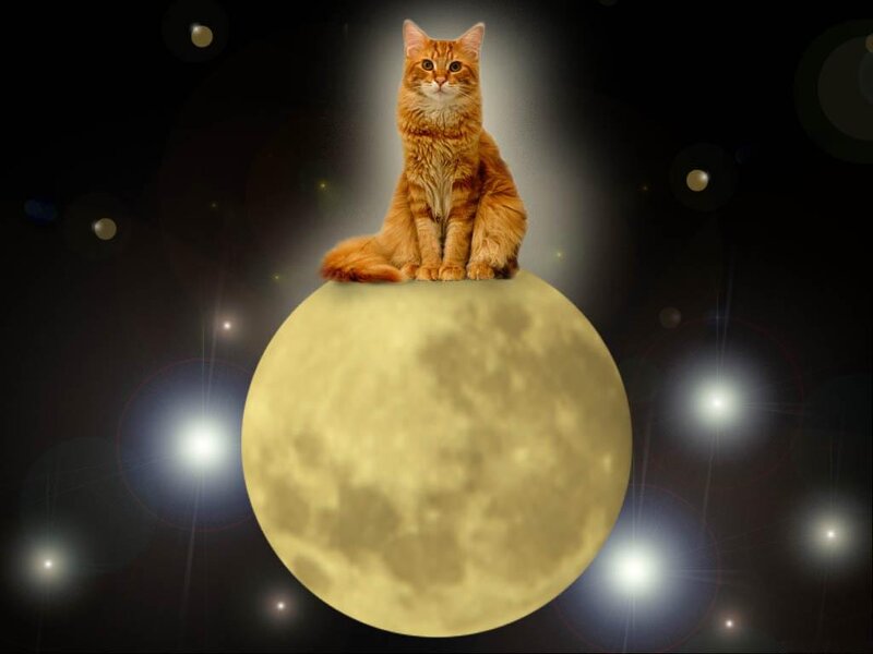 Orange Cat on Moon