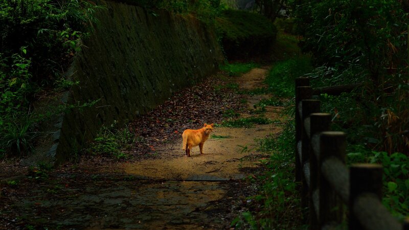 Orange Cat on Path — Brown