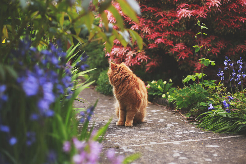 Orange Cat on Path — Serene