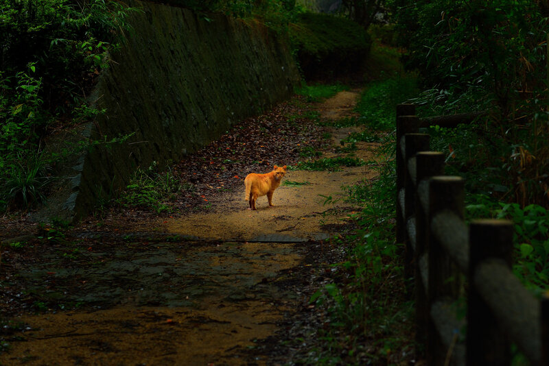 Orange Cat on Path