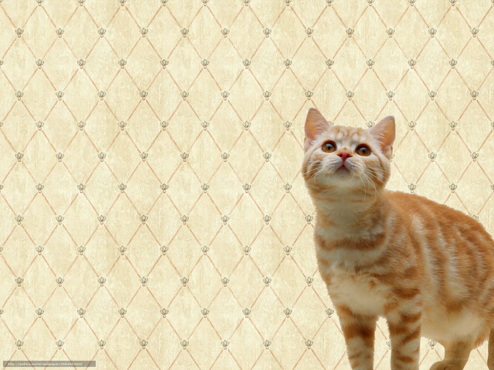 Orange cat on patterned wallpaper