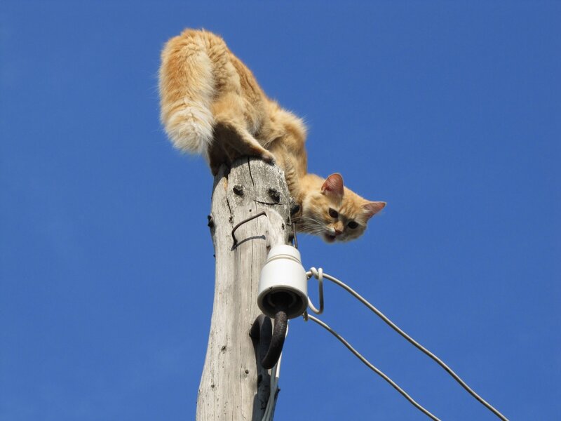 Orange Cat on Pole