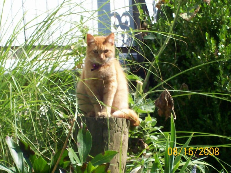 Orange Cat on Post
