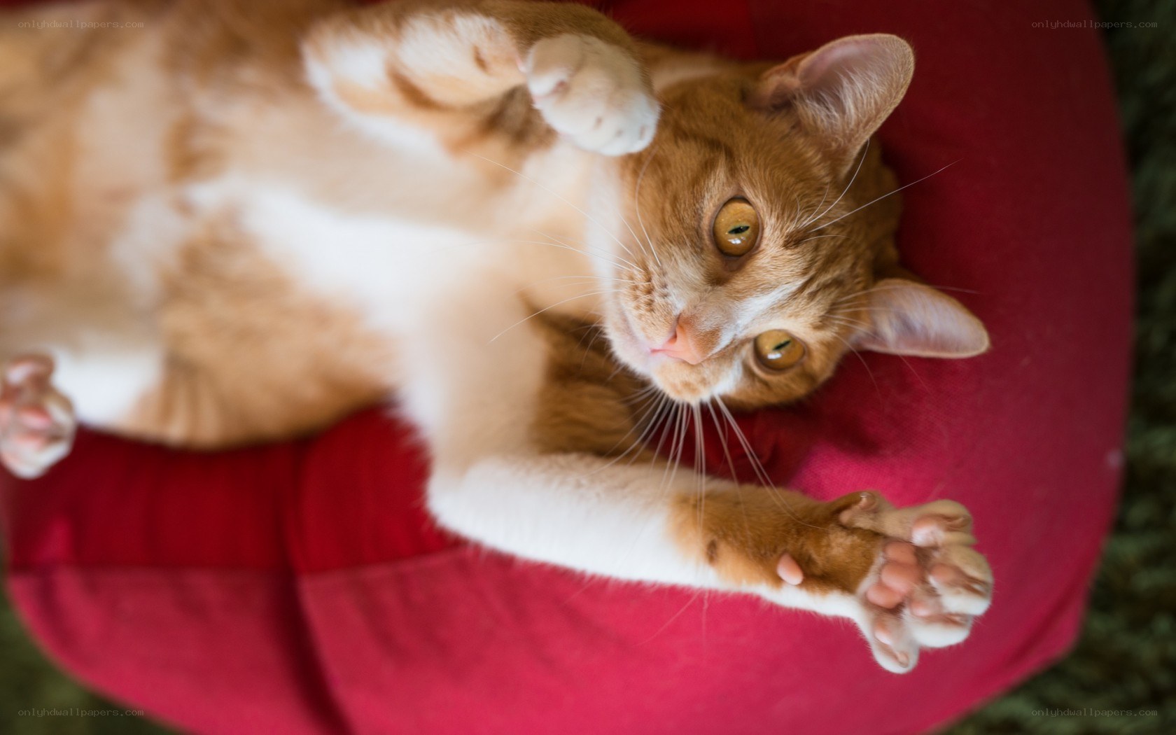 orange cat on red cushion