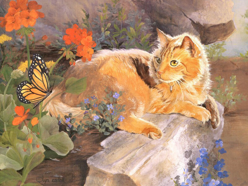 Orange Cat on Rock