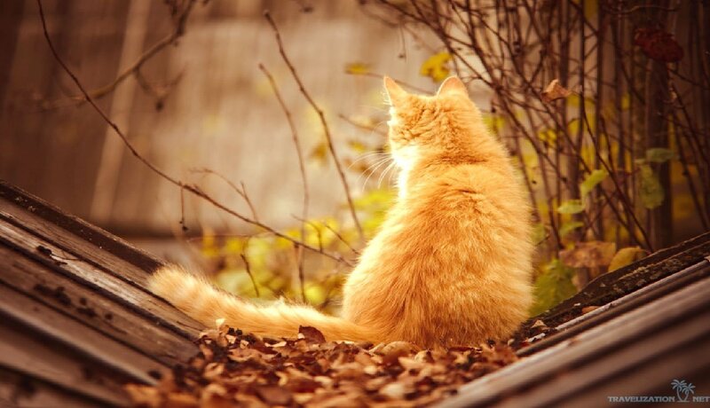 Orange Cat on Roof