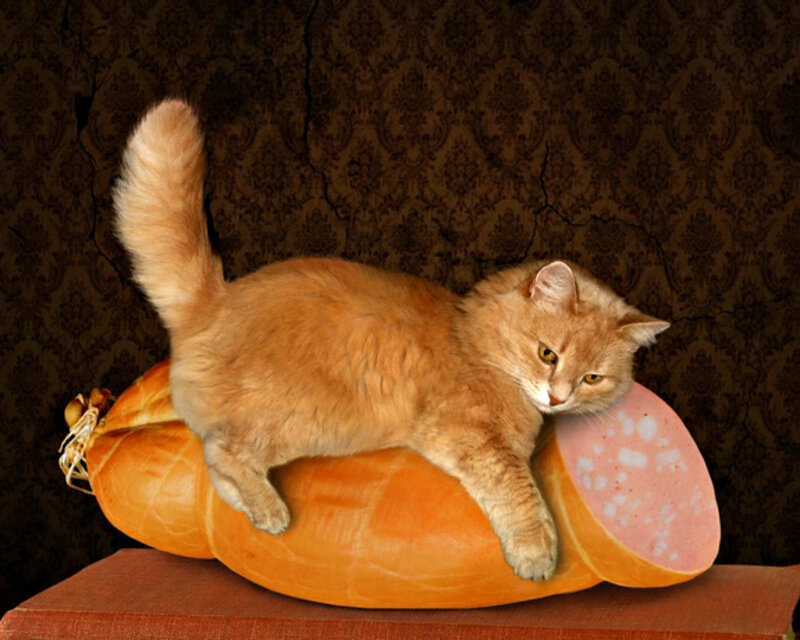 Orange Cat on Sausage