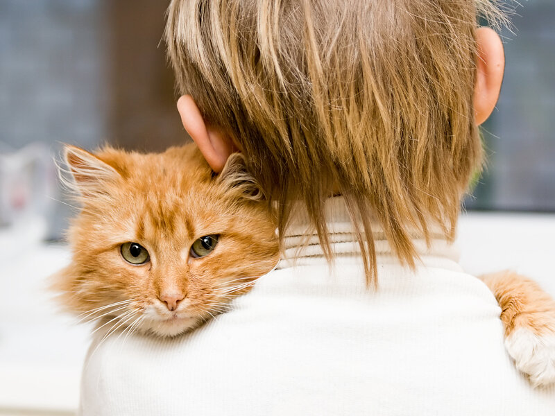 Orange Cat on Shoulder — Calm, Photograph