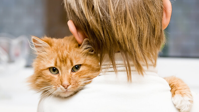 Orange Cat on Shoulder