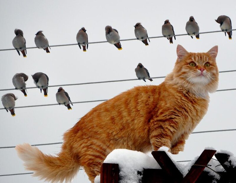 Orange Cat on Snow