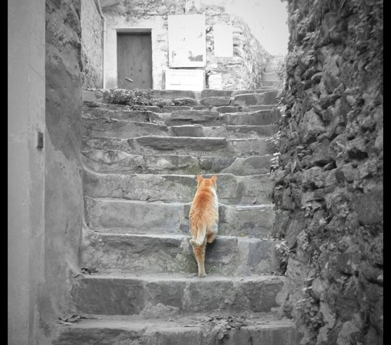 Orange Cat on Stairs