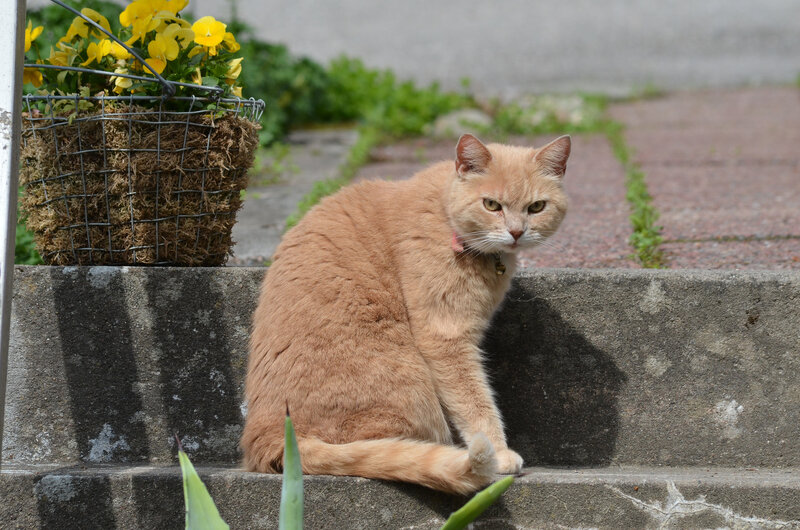 Orange Cat on Step
