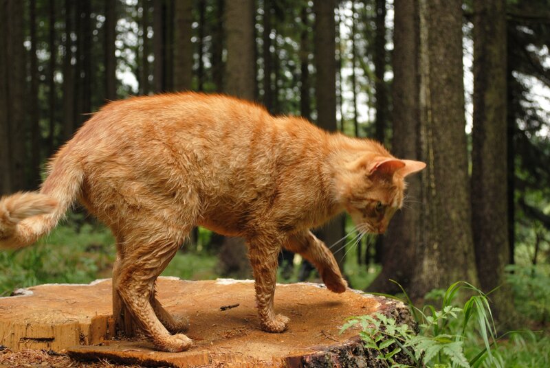 Orange Cat on Stump
