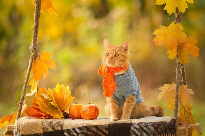 Orange Cat on Swing