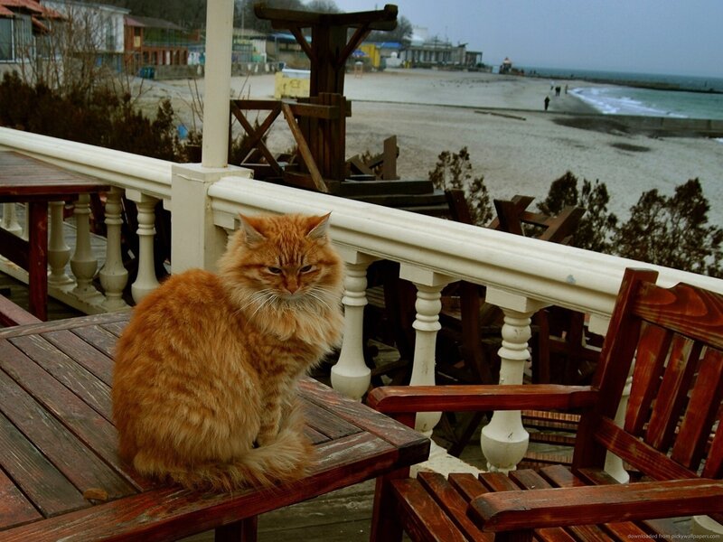 Orange Cat on Table — Calm