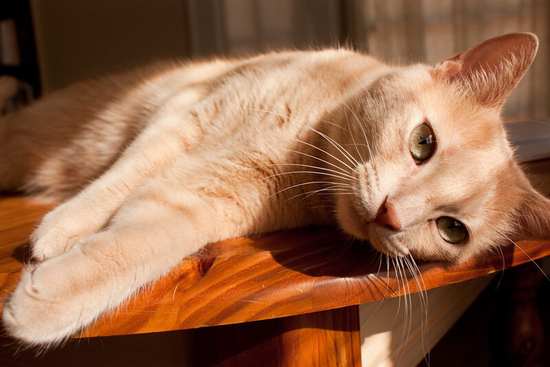 Orange Cat on Table