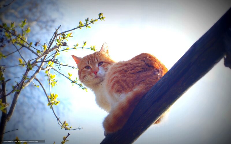 Orange Cat on Tree Branch — Serene