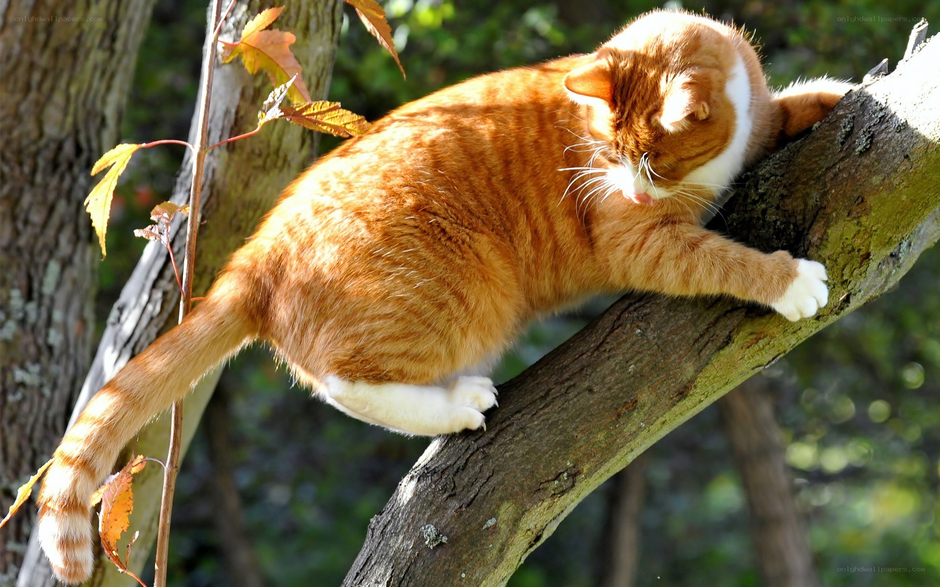 Orange cat on tree branch