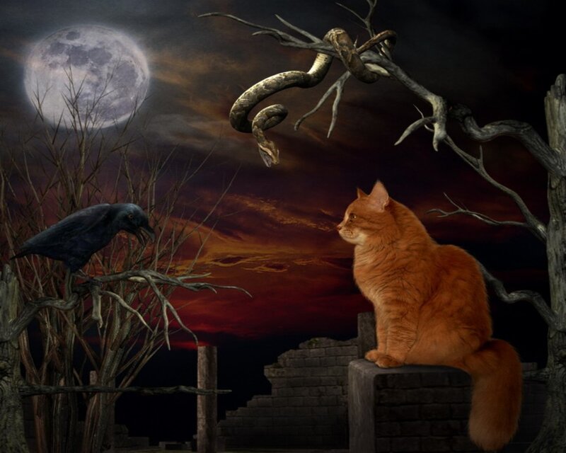 Orange Cat on Wall