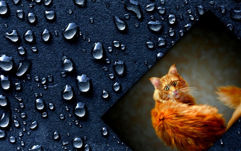 Orange Cat on Wet Surface