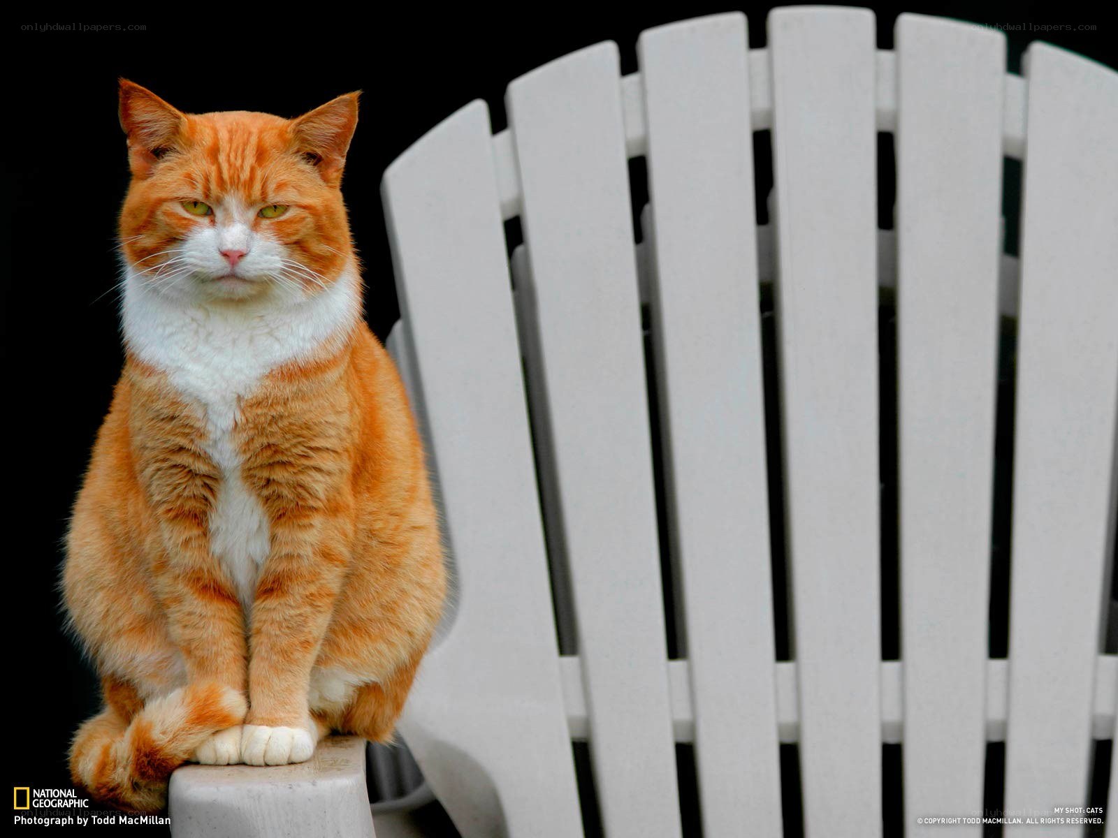 Orange cat on white chair