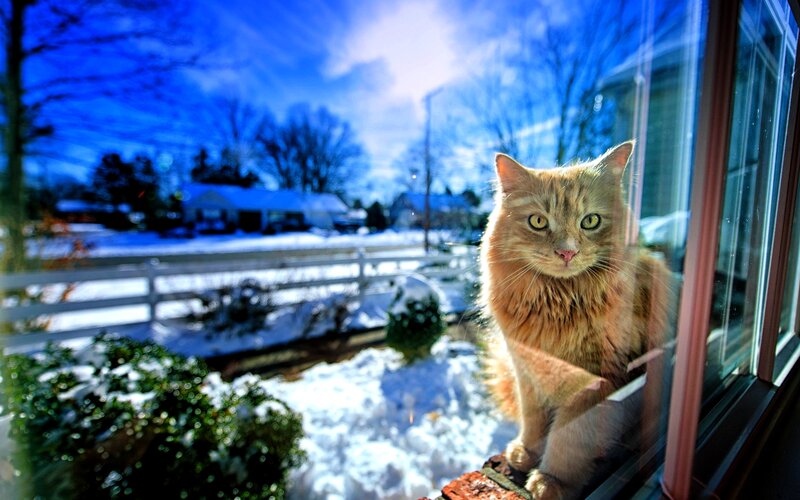 Orange Cat on Windowsill — Blue