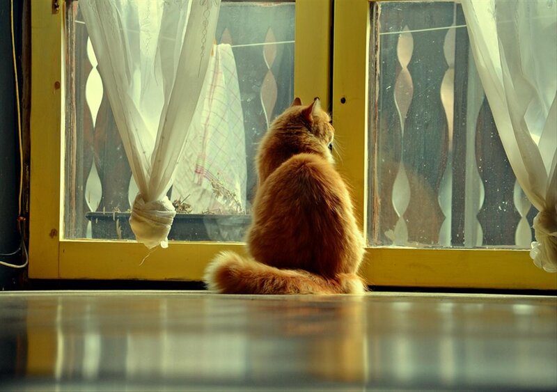Orange Cat on Windowsill — Calm, Afternoon