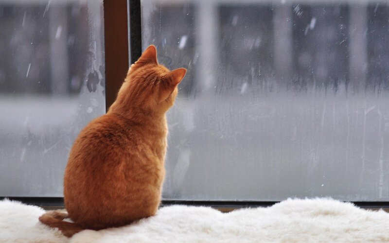 Orange Cat on Windowsill — Calm, Winter