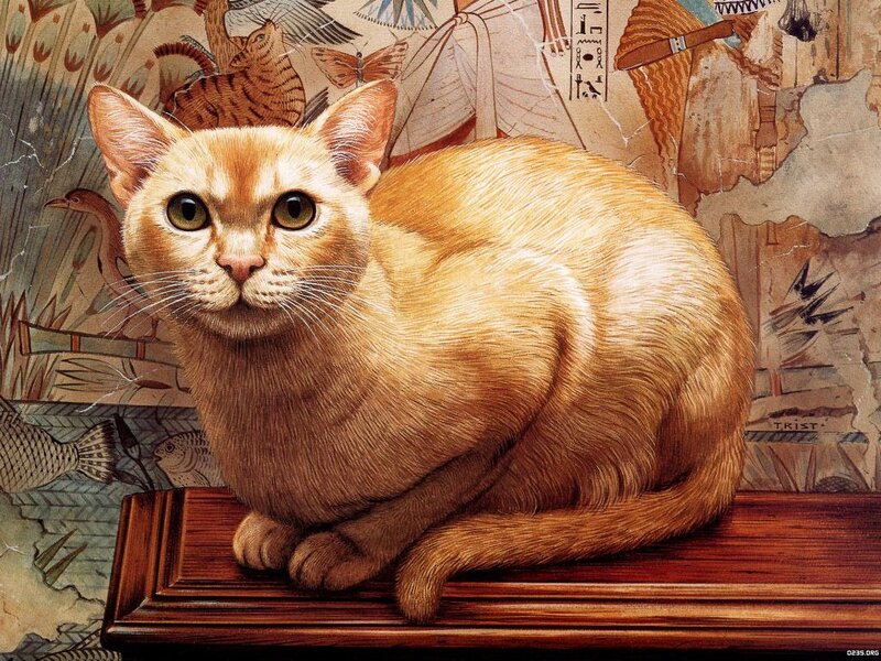 Orange Cat on Wood — Brown