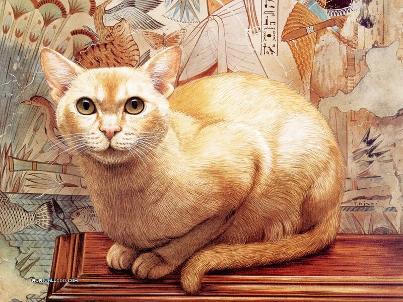 Orange Cat on Wood
