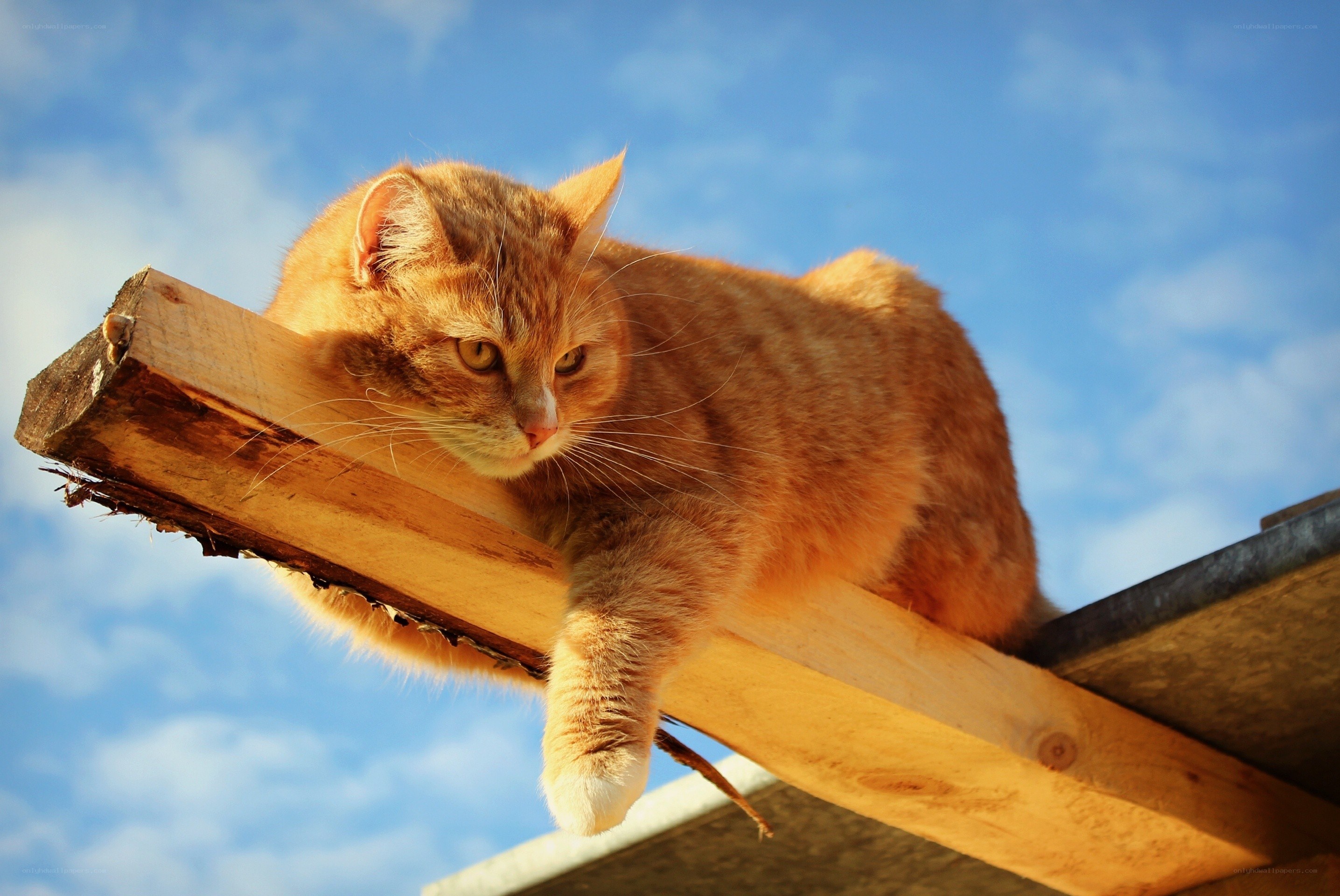 Orange cat on wooden beam