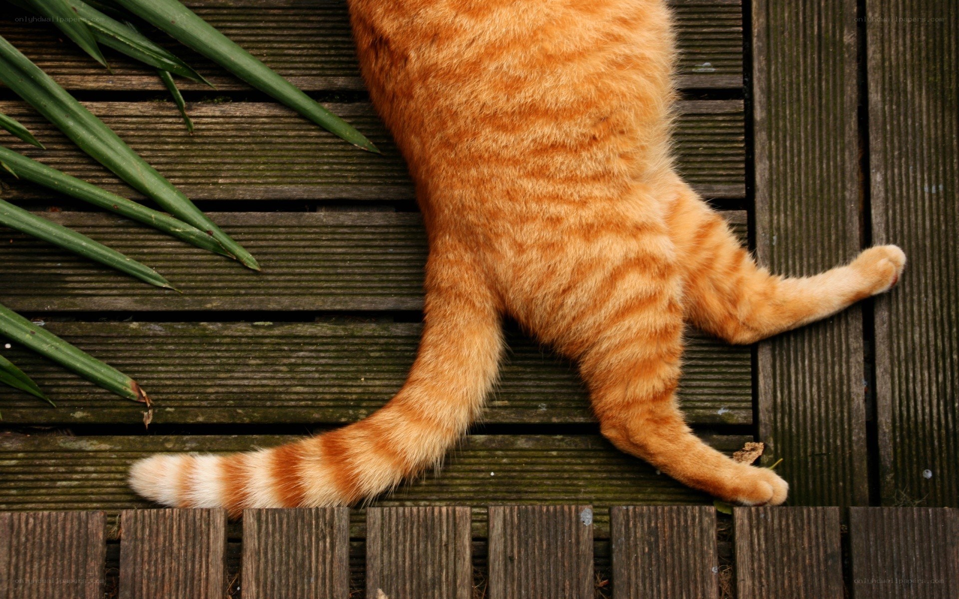 orange cat on wooden deck