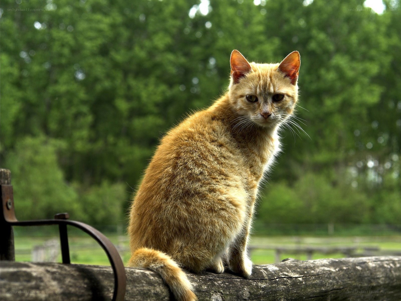 orange cat on wooden log