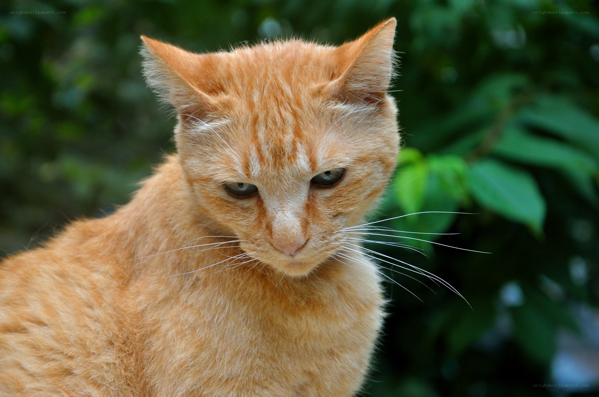 orange cat outdoors