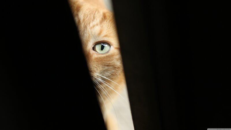 Orange Cat Peeking — Black