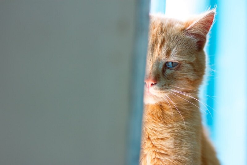 Orange Cat Peeking — Curious