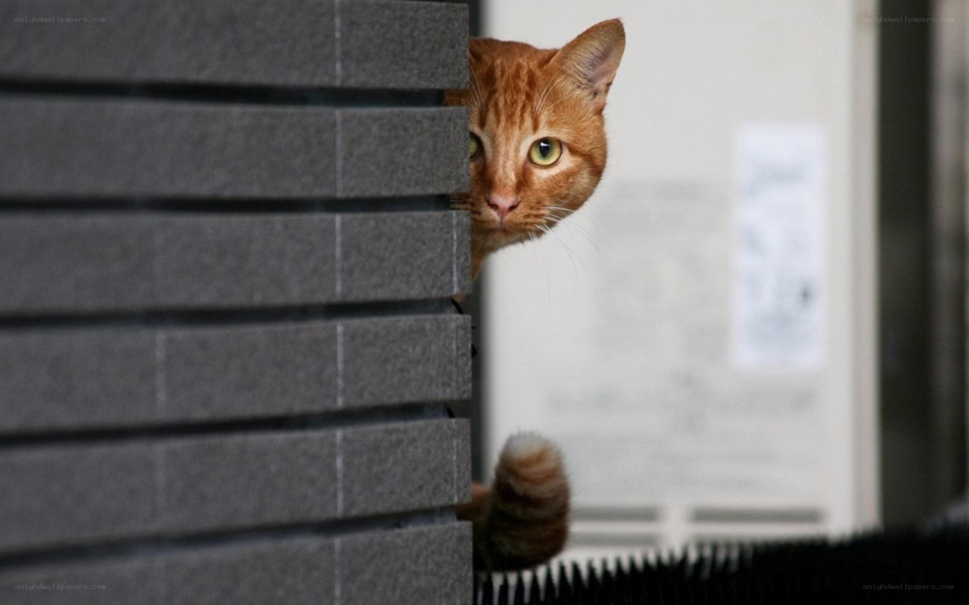 orange cat peeking from behind wall