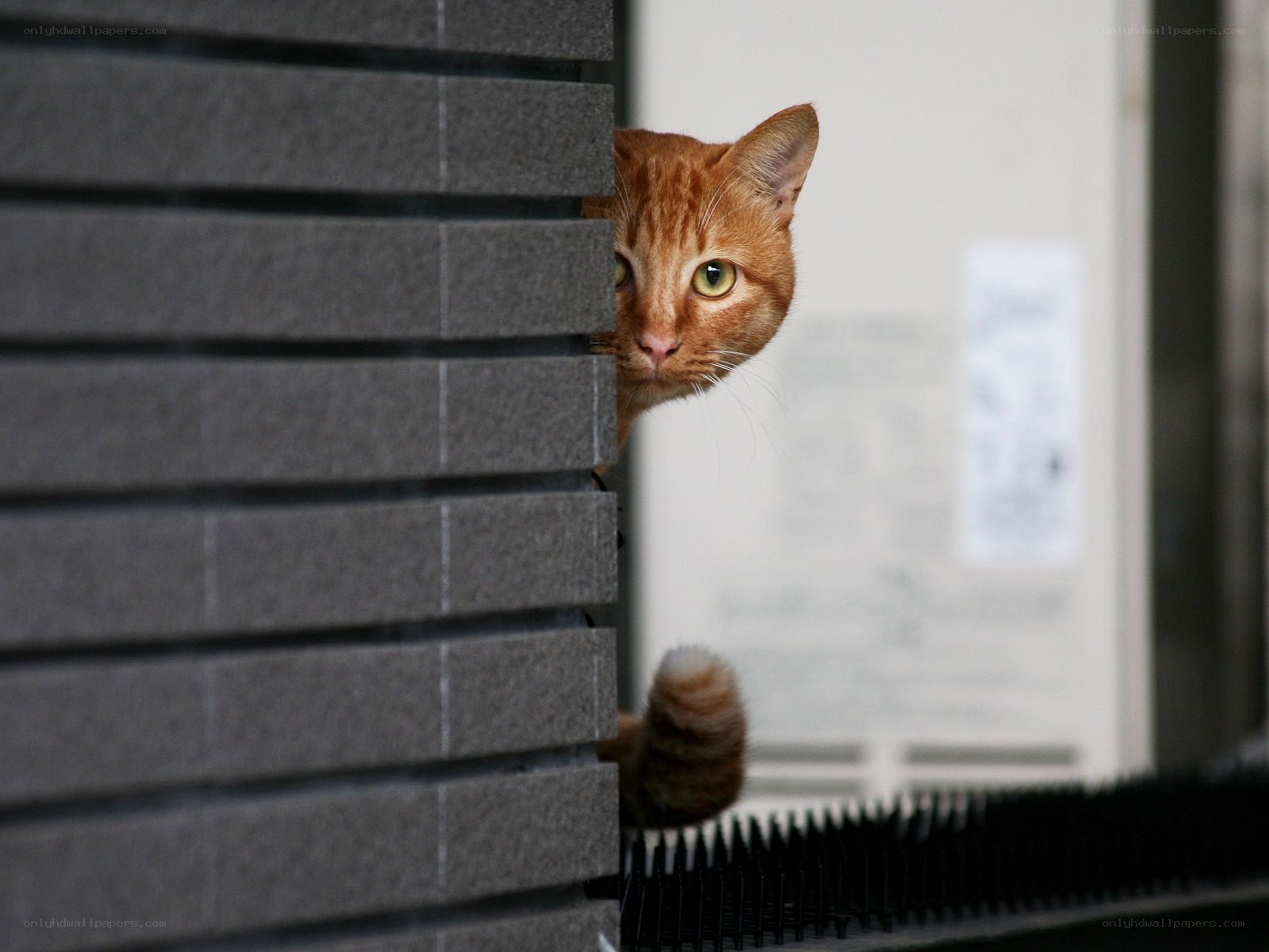 orange cat peeking from behind wall