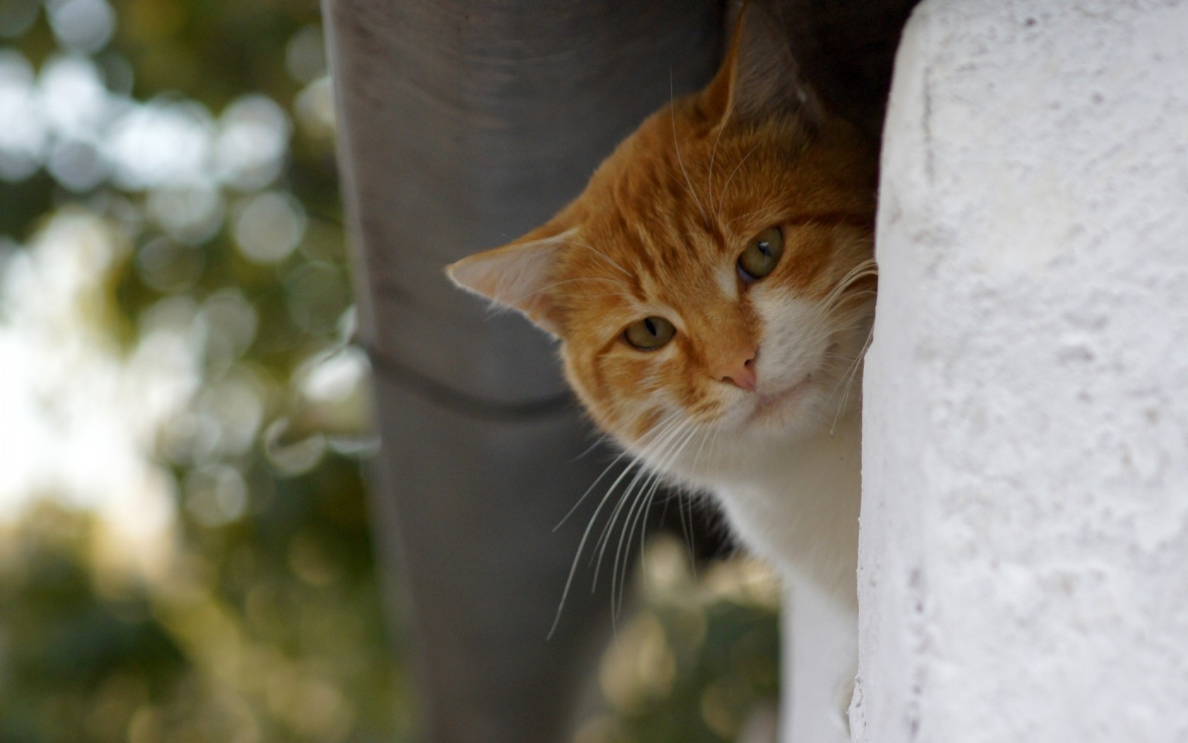 orange cat peeking from hiding