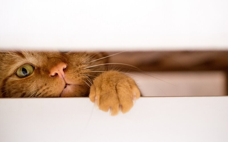 Orange Cat Peeking Out