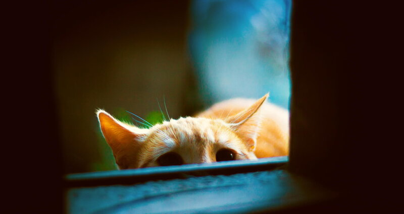 Orange Cat Peeking