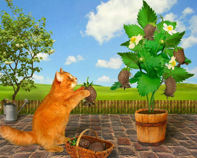 Orange Cat Picking Strawberries