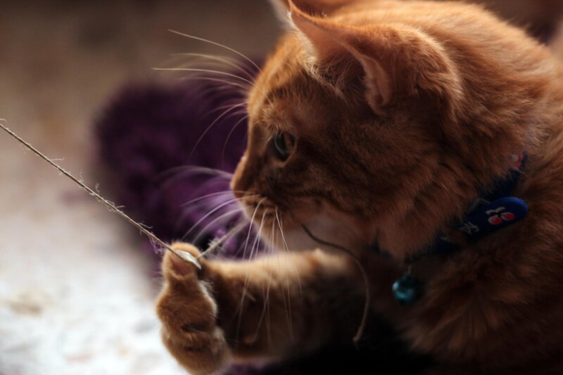 Orange Cat Playing