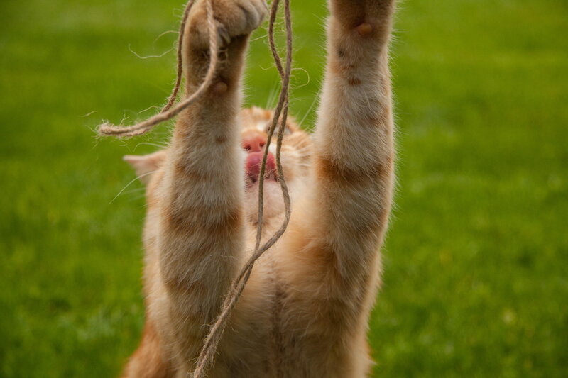 Orange Cat Playing with String