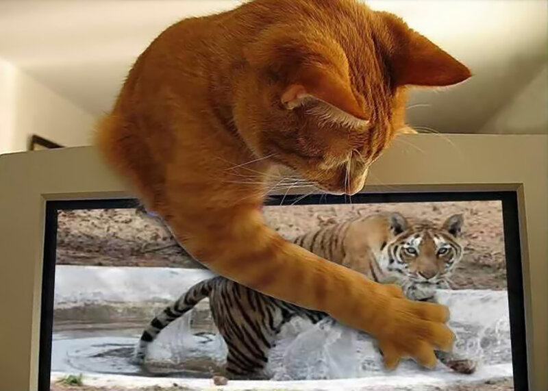 Orange Cat Reaching Screen