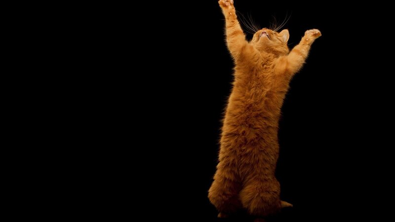 orange cat reaching up