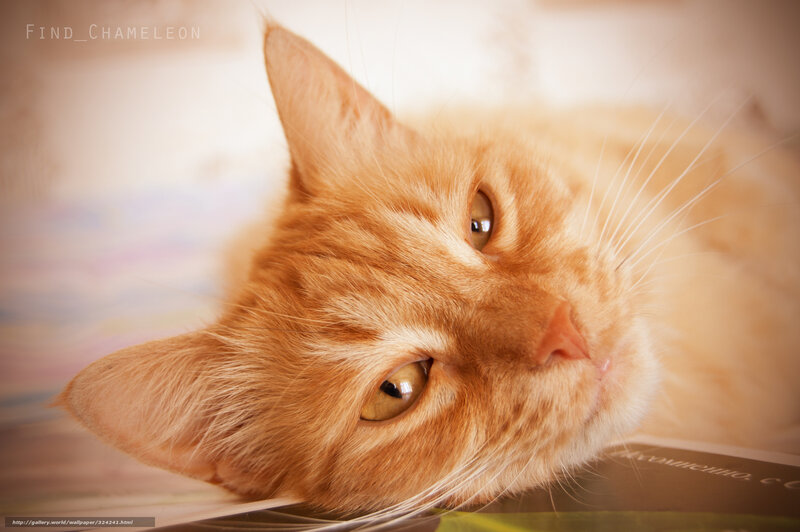 orange cat resting